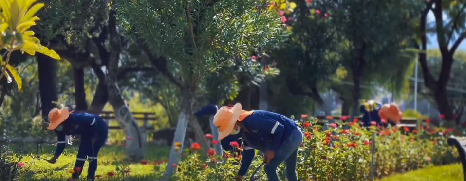 MUNICIPIO INICIÓ PLAN DE PODA EN TODA LA&nbsp;CIUDAD