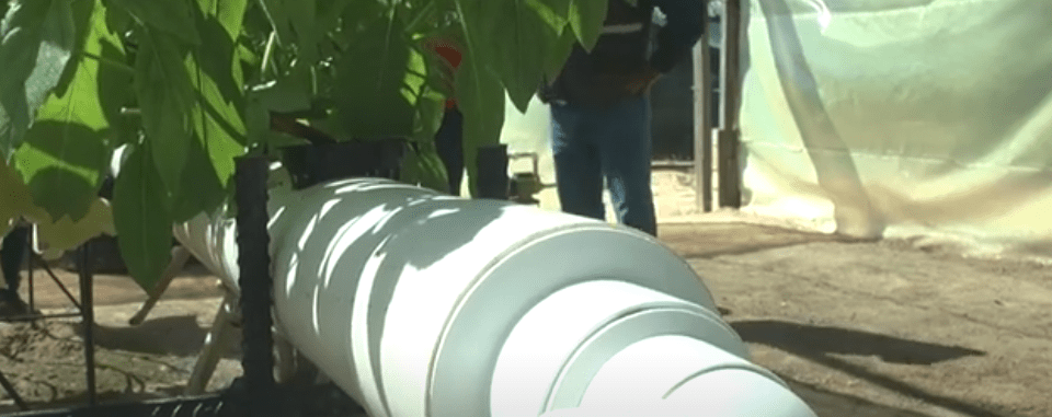 EN EL PENAL IMPLEMENTAN HUERTO HIDROPÓNICO PARA&nbsp;MUJERES