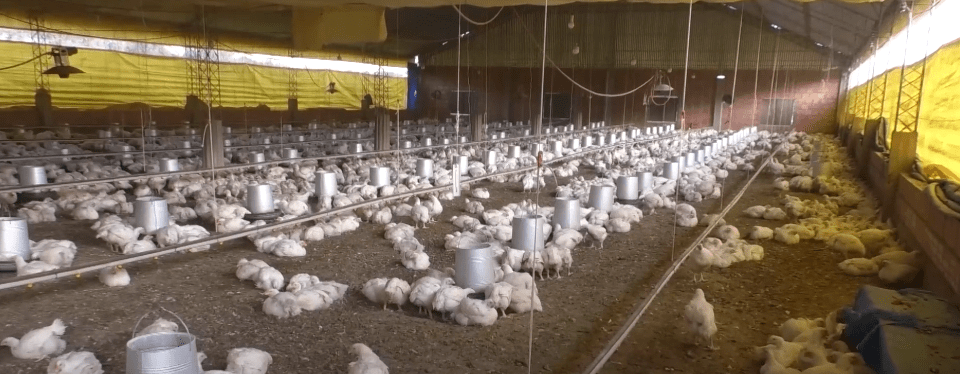 AVICULTORES PREOCUPADOS POR APARICIÓN DE GRIPE AVIAR EN&nbsp;PERÚ