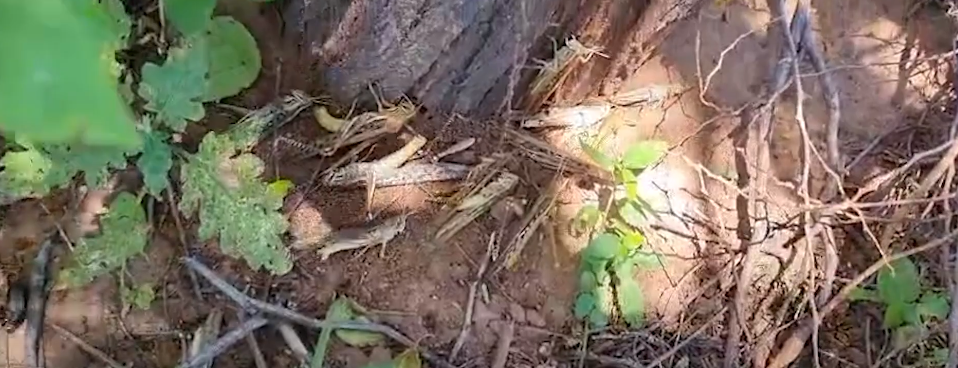 YACUÍBA: LOGRAN CONTROLAR PLAGA DE LANGOSTAS QUE AFECTARON&nbsp;CULTIVOS