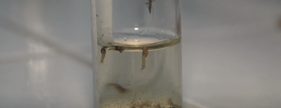 INTERNAN A MENOR CON DENGUE MIENTRAS CRECEN A DIARIO LOS&nbsp;CASOS