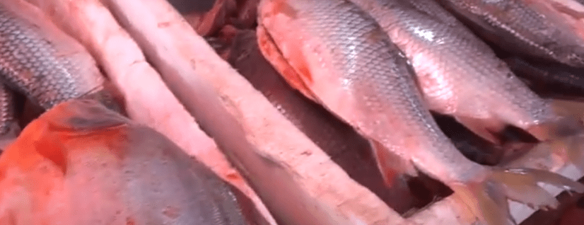 VEDA HASTA MAYO IMPIDE PESCA DEL SÁBALO EN VILLA&nbsp;MONTES