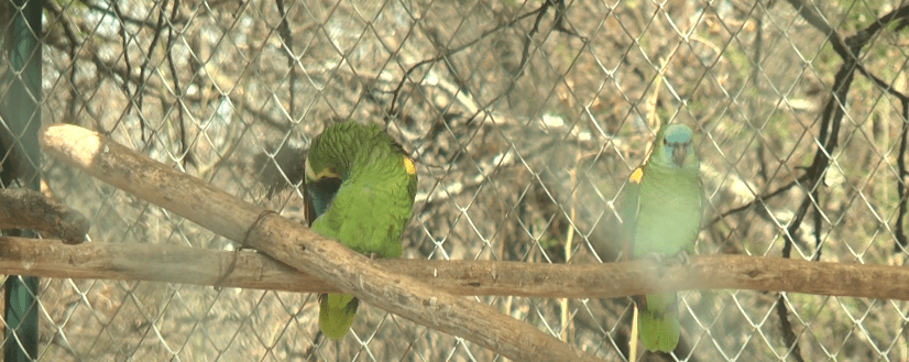 DÍA DEL NIÑO: BIOPARQUE ABRIRÁ SUS PUERTAS A NIÑOS CON ACTIVIDADES&nbsp;RECREATIVAS