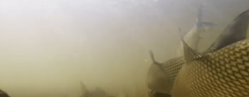 GOBERNACIÓN DESCALIFICA A VETERINARIA QUE ENCONTRÓ PARÁSITOS EN&nbsp;SÁBALO