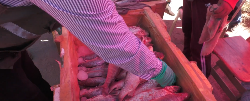 SENASAG EXIGE A COMERCIANTES DE PESCADO MANTENER CADENA DE&nbsp;FRÍO