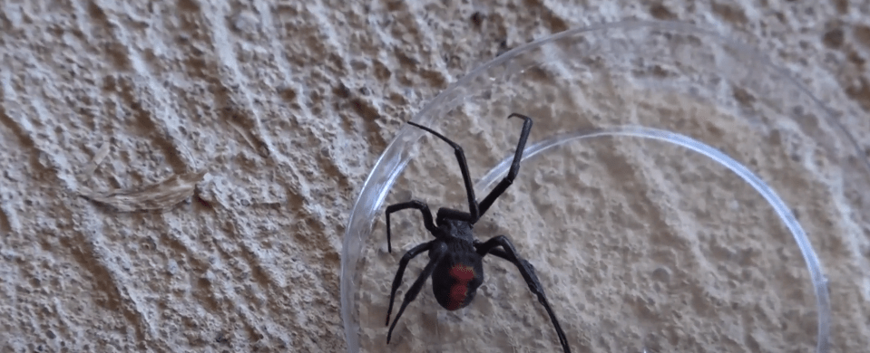 NIÑA DE 7 AÑOS PIERDE LA VIDA VÍCTIMA DE MORDEDURA DE&nbsp;ARAÑA