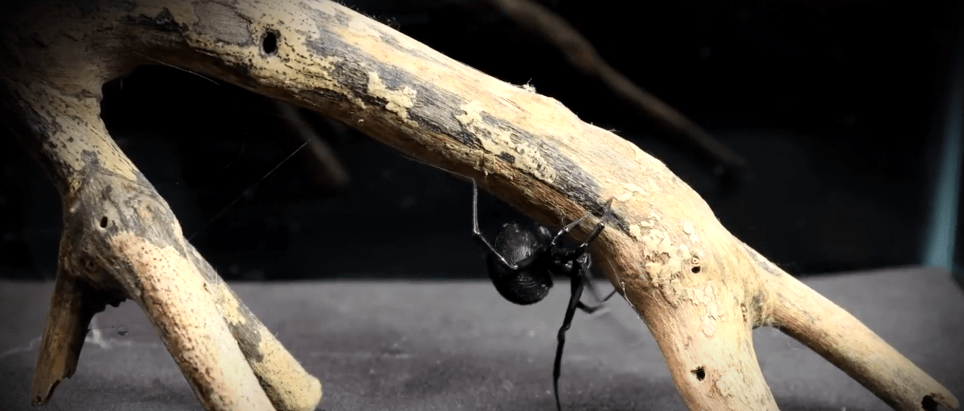 TODA MORDEDURA DE ARAÑAS REQUIERE URGENTE EL&nbsp;ANTIDOTO