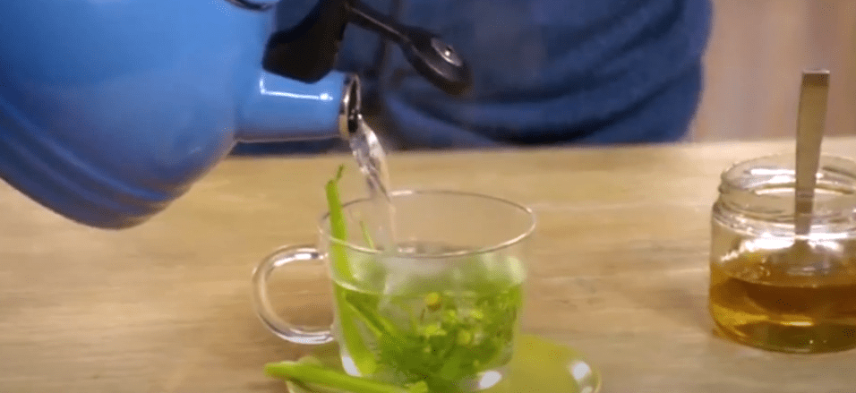 PLANTAS MEDICINALES PUEDEN AYUDAR A VENCER ENFERMEDADES&nbsp;RESPIRATORIAS