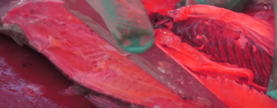 ANTE CAMPAÑA DE DESPRESTIGIO GARANTIZAN QUE SABALO ESTA LIBRE DE&nbsp;PARÁSITOS