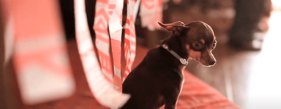 ¿COMO PODEMOS PROTEGER DEL FRIO A NUESTRAS&nbsp;MASCOTAS?