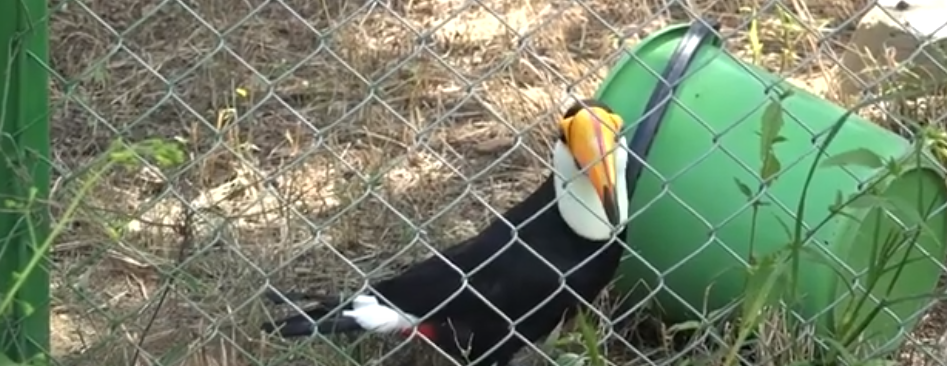 CAPACITAN A ENTIDADES PÚBLICAS PARA EVITAR TRATA Y TRÁFICO DE&nbsp;ANIMALES