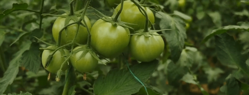 PRODUCTORES DE TOMATE GARANTIZAN BAJAR SU PRECIO EN SIGUIENTES&nbsp;SEMANAS