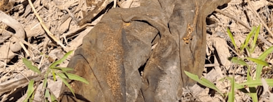 FISCALÍA ESPERA ESTUDIO DE ADN EN CASO SINGRY&nbsp;PACO