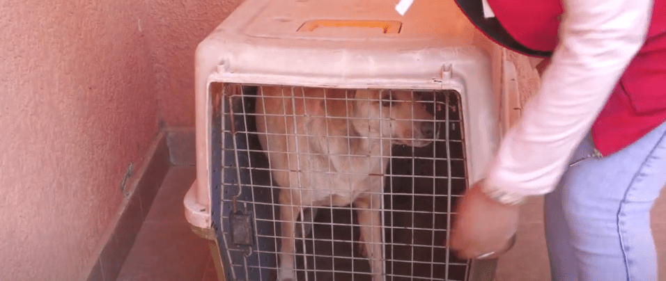 BUSCAN A PARROQUIANO QUE VIOLABA A UNA PERRITA QUE FUE RESCATADA POR&nbsp;ZOONOSIS