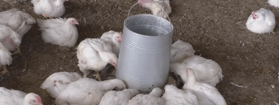 AVICULTORES GARANTIZAN EL PRECIO DEL KILO DE POLLO EN 14 Y 16&nbsp;BOLIVIANOS