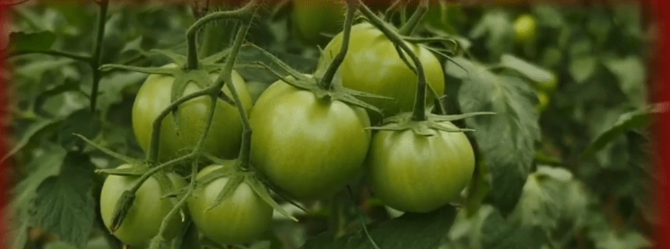 TARUPAYO GARANTIZA PROVISIÓN MASIVA DE TOMATE POR 3&nbsp;MESES