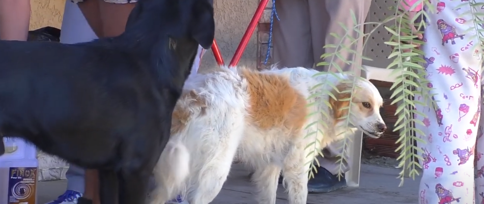 CONTINUA CAMPAÑA MUNICIPAL DE ESTERILIZACIÓN DE PERROS Y&nbsp;GATOS