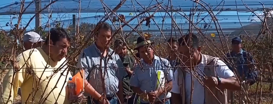 TÉCNICOS DE LA GOBERNACIÓN APOYARAN PRODUCCIÓN DE UVA DE&nbsp;MESA