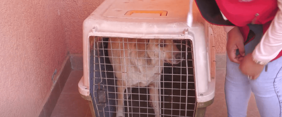 DENUNCIAN EN FISCALÍA CASO DE ZOOFILIA PARA LOGRAR APREHENSIÓN DEL&nbsp;AUTOR