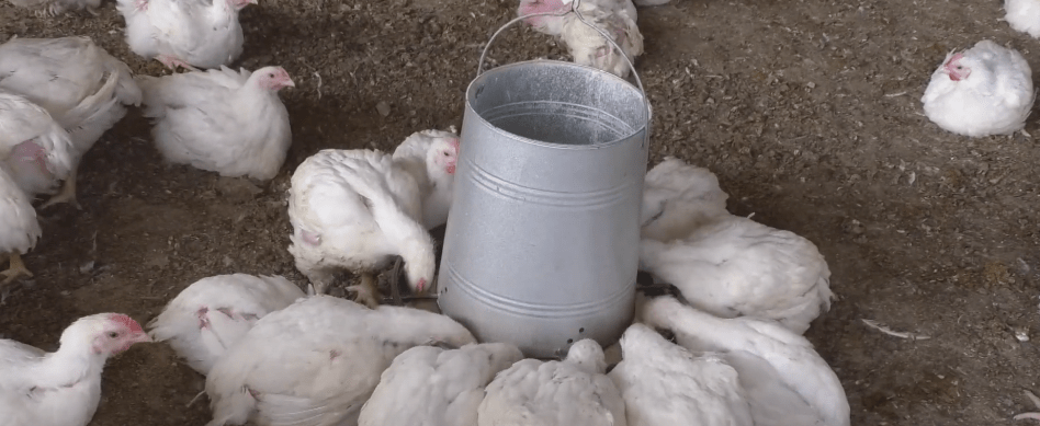 ALERTA EN BOLIVIA POR CASOS DE GRIPE AVIAR EN EL&nbsp;CUSCO-PERÚ