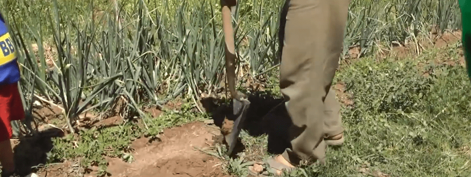 DENUNCIAN CONTAMINACIÓN MINERA QUE PROVOCA HONGOS EN LAS&nbsp;PLANTAS