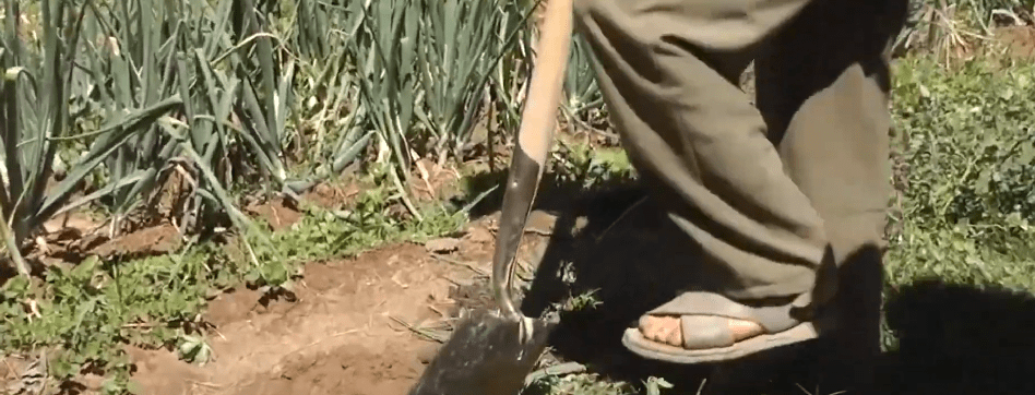 GOBERNACIÓN ESTUDIARÁ APARICIÓN DE “HONGOS” EN PRODUCCIÓN&nbsp;AGRÍCOLA