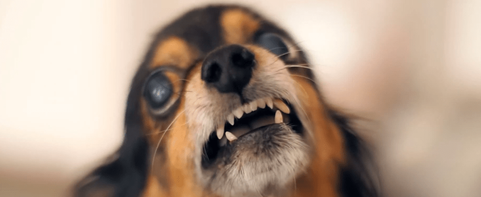 MÉDICO ALERTA SOBRE GRAVES CONSECUENCIAS DE UNA MORDEDURA DE&nbsp;PERRO