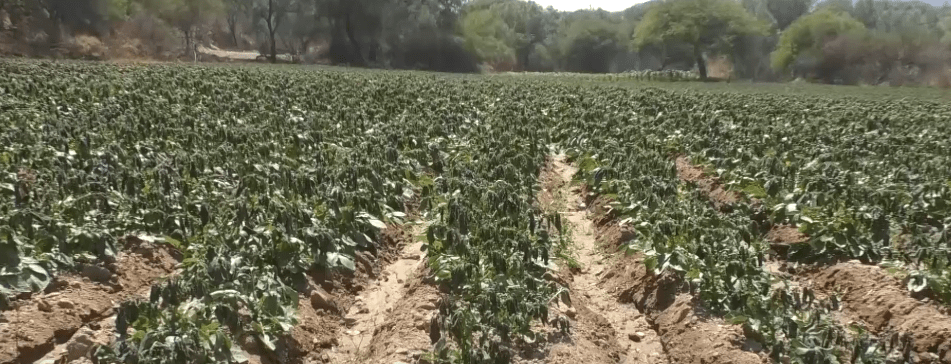 FRÍO CONGELA RIACHUELOS Y FUENTES DE AGUA EN MUNICIPIO DE&nbsp;YUCHARÁ