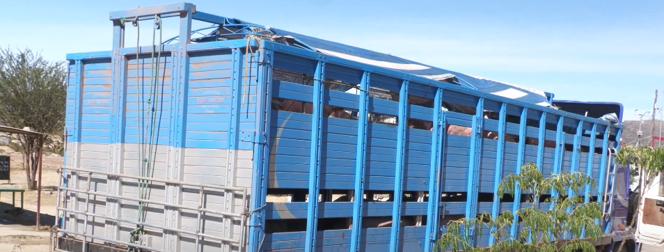 SACRIFICAN 25 CERDOS INGRESADOS SUPUESTAMENTE POR&nbsp;CONTRABANDO