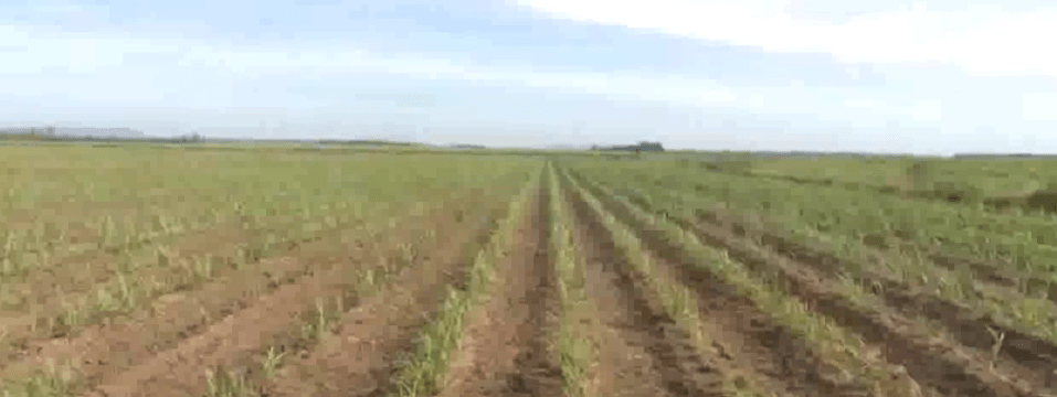 EVITARAN RACIONAMIENTO DE GAS EN SURTIDORES DURANTE MOLIENDA DE&nbsp;IABSA