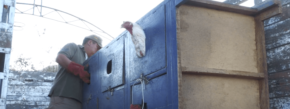 INCAUTAN 17 GALLOS DE PELEA QUE PRESENTABAN HERIDAS Y&nbsp;LACERACIONES
