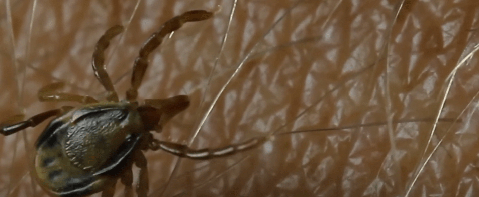 GARRAPATAS QUE ATACAN A MASCOTAS PUEDEN SER NEFASTOS PARA EL SER&nbsp;HUMANO