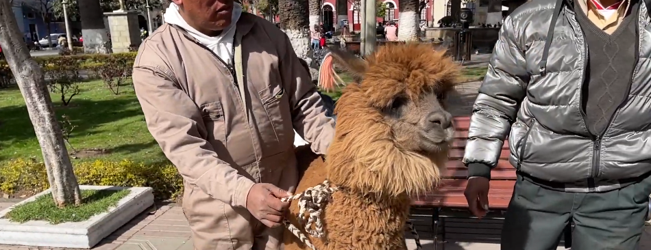 EL 17 Y 18 DE AGOSTO SE REALIZA FERIA DE CAMÉLIDOS EN MUNICIPIO DE&nbsp;YUNCHARÁ