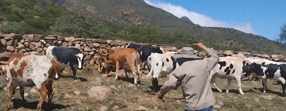 3 RESES MUEREN EN SAN LORENZO VÍCTIMAS DE RABIA&nbsp;BOVINA