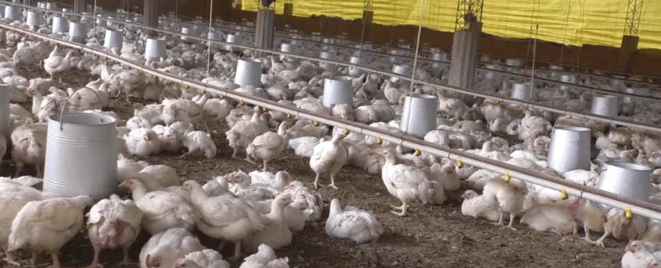 ESCASEZ DE DÓLARES PROVOCA SUBIDA DE PRECIOS DE INSUMOS&nbsp;VETERINARIOS