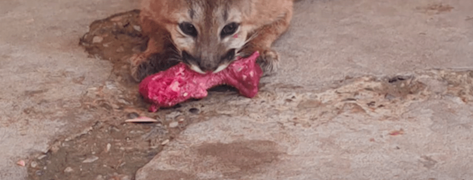 PUMA RESCATADO EN VILLA MONTES SE ACLIMATA EN EL PARQUE URBANO DE&nbsp;TARIJA