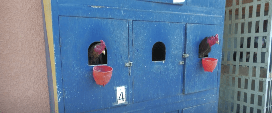 ALLEGADOS A FEMINICIDA TRATAN DE RECUPERAR 17 GALLOS DE PELEA POR LA&nbsp;FUERZA