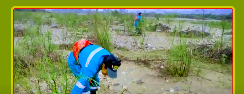 LA ESCOBA DE “CHILCA” EL SECRETO DE BARRENDERAS DE&nbsp;EMAT