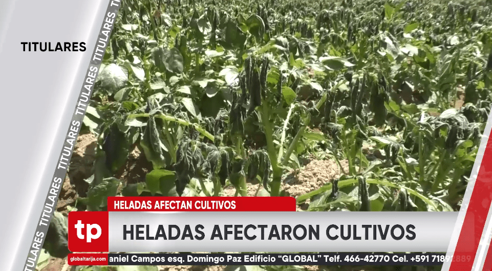 TITULARES TELEPAIS TARIJA MARTES 27 DE AGOSTO DE&nbsp;2024