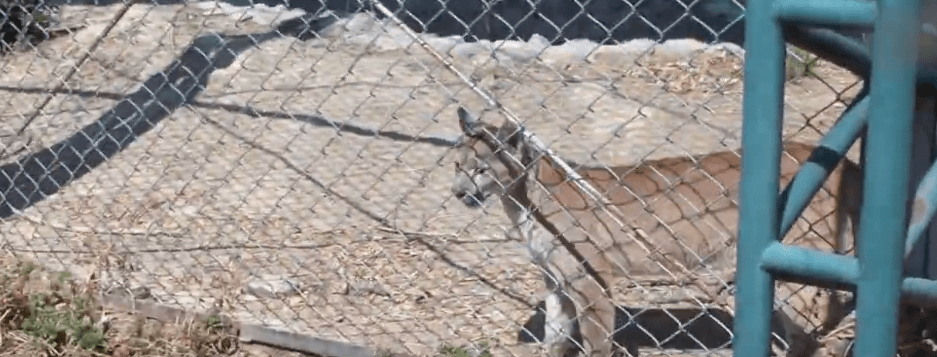 EN EL DÍA MUNDIAL DEL PUMA BUSCA PROMOVER RESPETO A VIDA&nbsp;SILVESTRE