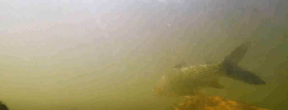 PESCA ILEGAL EN RIO PILCOMAYO PROVOCARÁ ACCIONES&nbsp;JUDICIALES