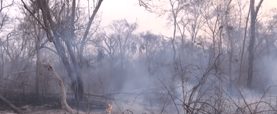 INSTITUCIONES DEL GOBIERNO SE SUMAN A CAMPAÑA CONTRA LOS&nbsp;INCENDIOS