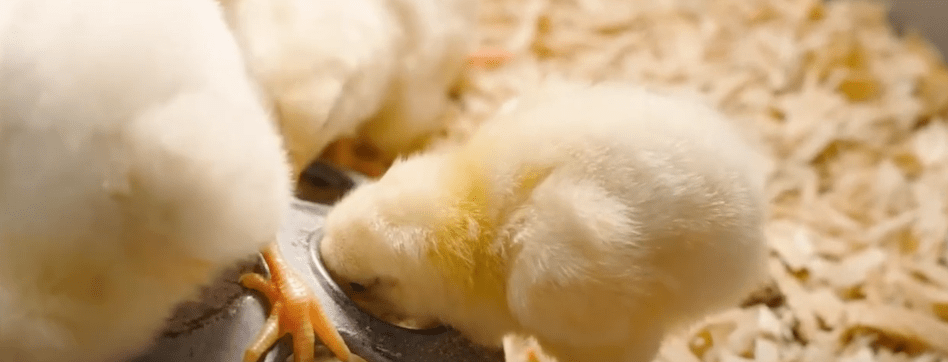 AVICULTORES EN TARIJA AFECTADOS POR REDUCCIÓN DE CUPOS DE POLLITOS&nbsp;BEBÉ