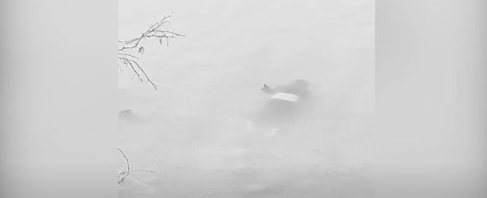 HALLAN CADÁVER DE PESCADOR EN EL RÍO&nbsp;PILCOMAYO