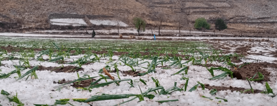 GRANIZADA ARRASA CULTIVOS EN ISCAYACHI Y OTRAS COMUNIDADES&nbsp;ALEDAÑAS