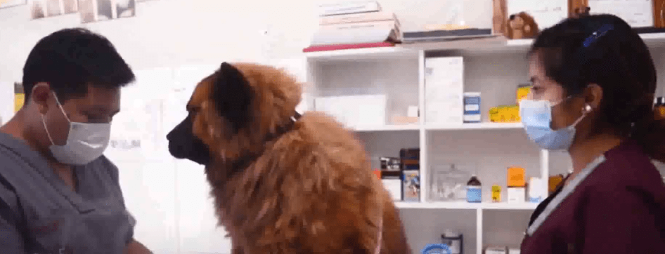 EN EL DÍA DEL VETERINARIO DESTACAN LA IMPORTANCIA DE LA&nbsp;PROFESIÓN