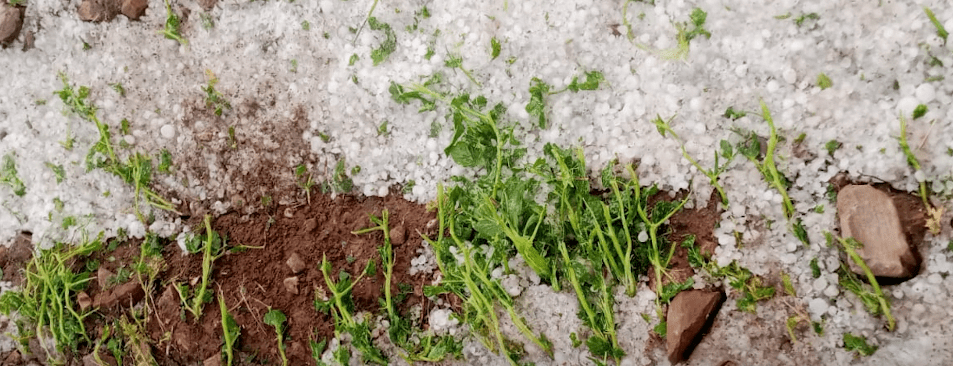 TRAS PÉRDIDA DE CULTIVOS POR GRANIZO AFECTADOS SOLICITAN&nbsp;SEMILLAS