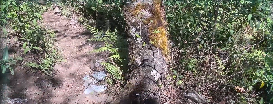 TALA ILEGAL DEVASTA MONTAÑAS EN ALTO&nbsp;POTREROS