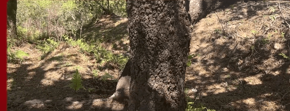 DECOMISAN MADERA ILEGAL EN ALTO POTREROS TRAS&nbsp;DENUNCIA