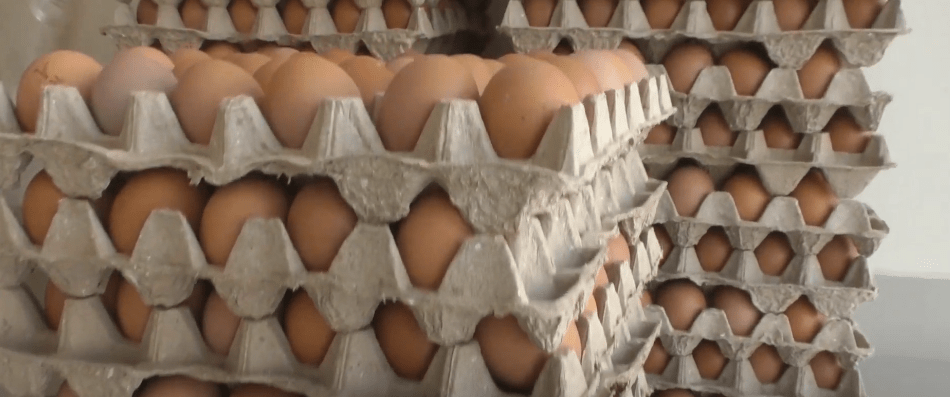 RECOMIENDAN COMER HUEVO COCIDO PARA APROVECHAR SU VALOR&nbsp;NUTRICIONAL